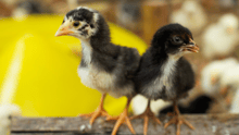 Dos pollos amigos de plumas amarillas y negras miran con curiosidad a la cámara.