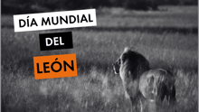 Día Mundial del León - un león en la naturaleza