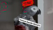loro