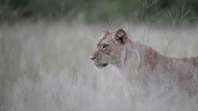 Una leona en su hábitat natural en África.