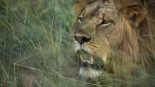 Un león salvaje en el Parque Nacional Hwange, Zimbabwe. Imagen de World Animal Protection / Aaron Gekoski