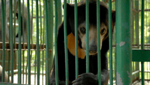 Un oso asiático mira con tristeza a través de una jaula en una granja de bilis en China.