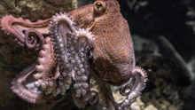 un pulpo posado sobre una formación coralina