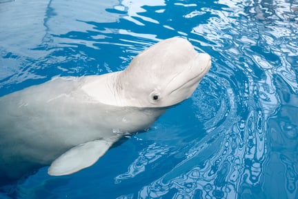 Una beluga en cautiverio en una atracción turística mira a la cámara.