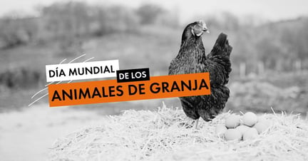 Una gallina con sus huevos en un entorno de alto bienestar - Día Mundial de los Animales de Granja