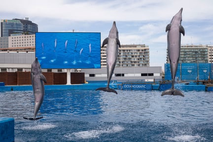 Performing dolphin at Oceanogràfic de Valencia