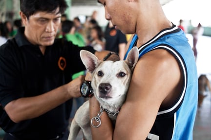 Dog getting vaccine