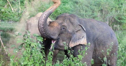 Un elefante disfruta un baño de polvo en Boon Lott's Elephant Sanctuary (BLES)