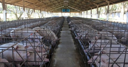 Gestation Crates