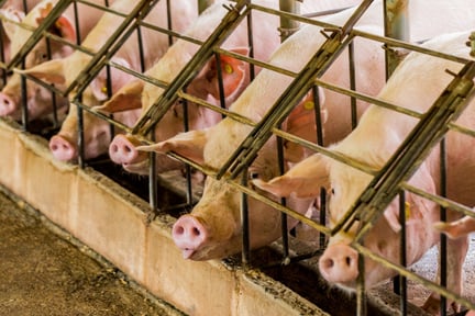 Pigs in cages on factory farm - Animals in farming - World Animal Protection