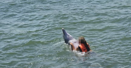 Dolphins in captivity in Cuba