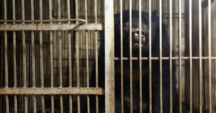 A bear in Vietnam behind cage bars. This bear was rescued by World Animal Protection and Animals Asia.