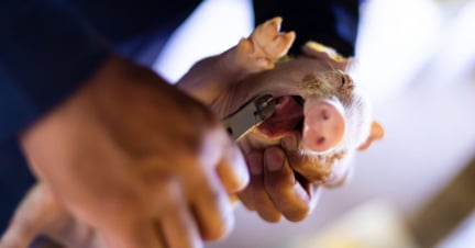 A farm worker clips the teeth of a piglet 72 hours after he was born - World Animal Protection - Raise Pigs Right