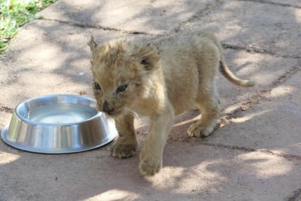 Cachorro de tigre enfermo y abrumado