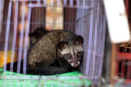 Una civeta mira asustada en un mercado en Indonesia. Foto de World Animal Protection y Aaron Gekoski