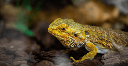 Una iguana cautiva en un terrario.