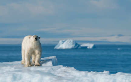 Un oso polar caminado sobre una superficie de hielo.