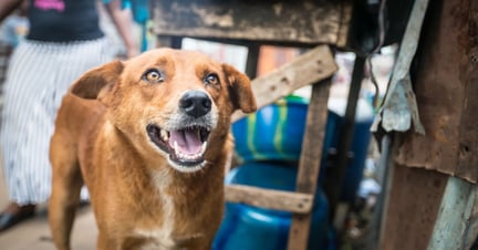 Perro de la calle en Turkía