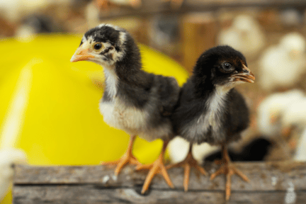 Dos pollos amigos de plumas amarillas y negras miran con curiosidad a la cámara.