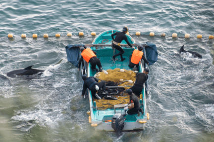 Delfines son cazados en Taiji, Japón.