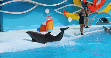 A dolphin performing for entertainment. Wildlife. Not entertainers - World Animal Protection