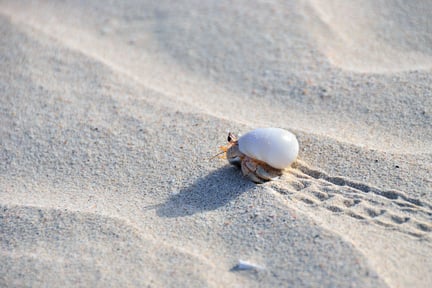 Un cangrejo ermitaño caminando sobre la arena de la playa en Yemen.