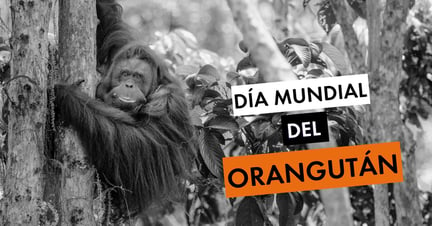 Día Mundial del Orangután