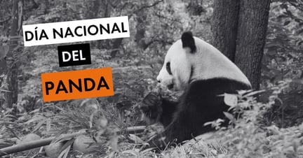 Día Nacional del Panda - World Animal Protection