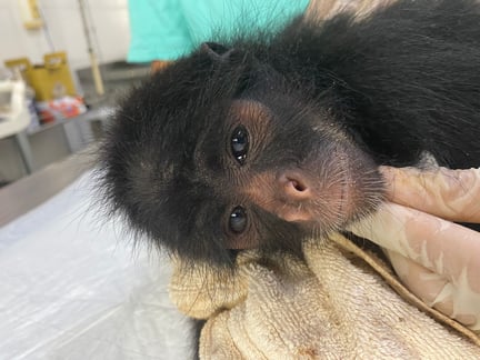 Un mono araña rescatado en un hospital veterinario