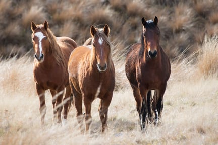 Un grupo de caballos mira a la cámara.