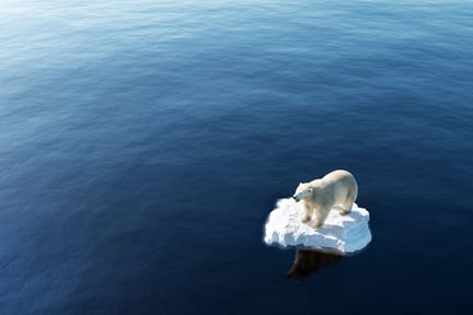 Un oso polar sobre hielo derretido, producto del calentamiento global