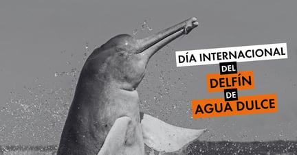 Día Internacional del Delfín de Agua Dulce