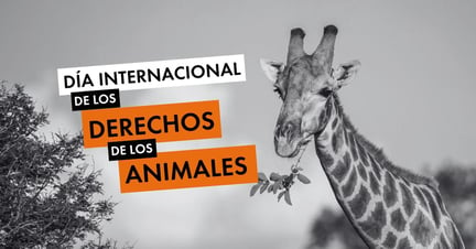 Una jirafa come en Zimbabue - Día Internacional de los Derechos de los Animales.