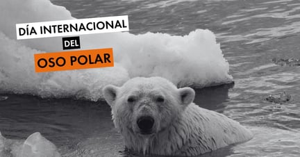 Día Internacional del Oso Polar - World Animal Protection