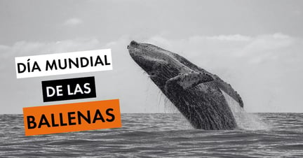 Día Mundial de las Ballenas - World Animal Protection