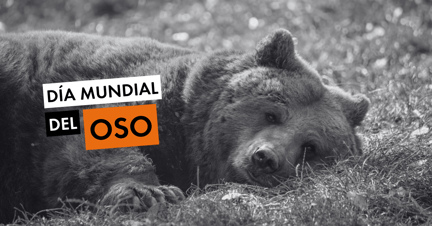 Día Mundial Del Oso - Un oso acostado en el césped.