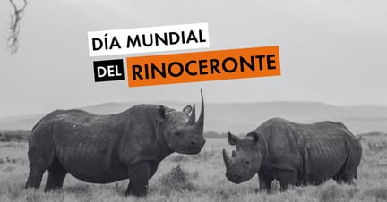 Día Mundial Del Rinoceronte - World Animal Protection