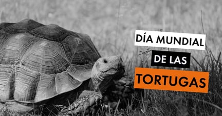 Día Mundial de las Tortugas - World Animal Protection