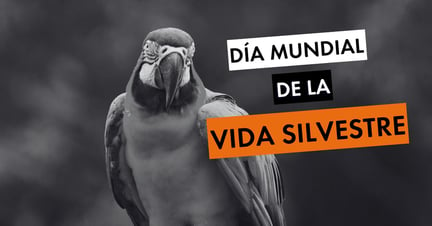 Día Mundial de la Vida Silvestre - Un guacamayo azul y amarillo silvestre (Ara arauna) en el estado de Mato Grosso do Sul, Brasil.