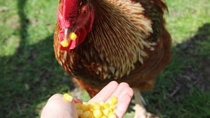 Un gallo es alimentado en una santuario en Australia. Los animales de granja son seres sintientes.