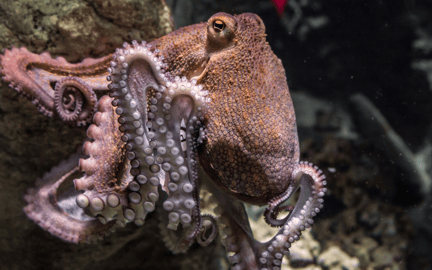 un pulpo posado sobre una formación coralina