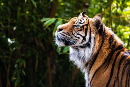 Un tigre de bengala adulto.