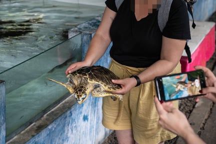 Una tortuga explotada en turismo en Bali.