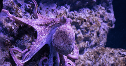 un pulpo desplazándose entre rocas.