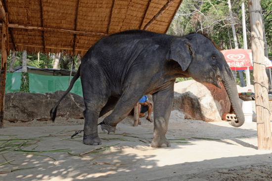 Un elefante cautivo llora.