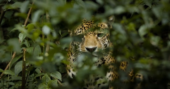 Jaguar Spirit es un documental financiado por World Animal Protection/National Geographic