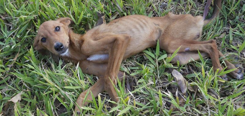 A minutos de morir, un cachorrito es salvado en Vanuatu