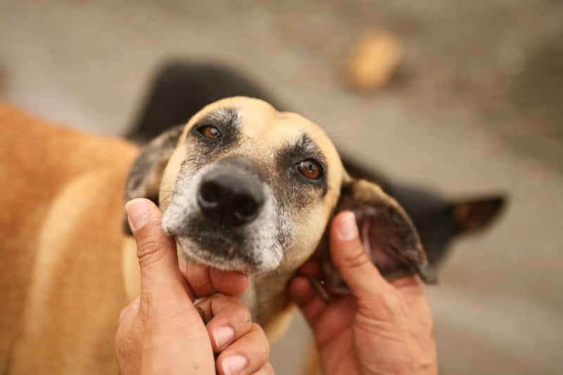 8.000 animales son alimentados en Costa Rica después de fuertes inundaciones en el 2010 