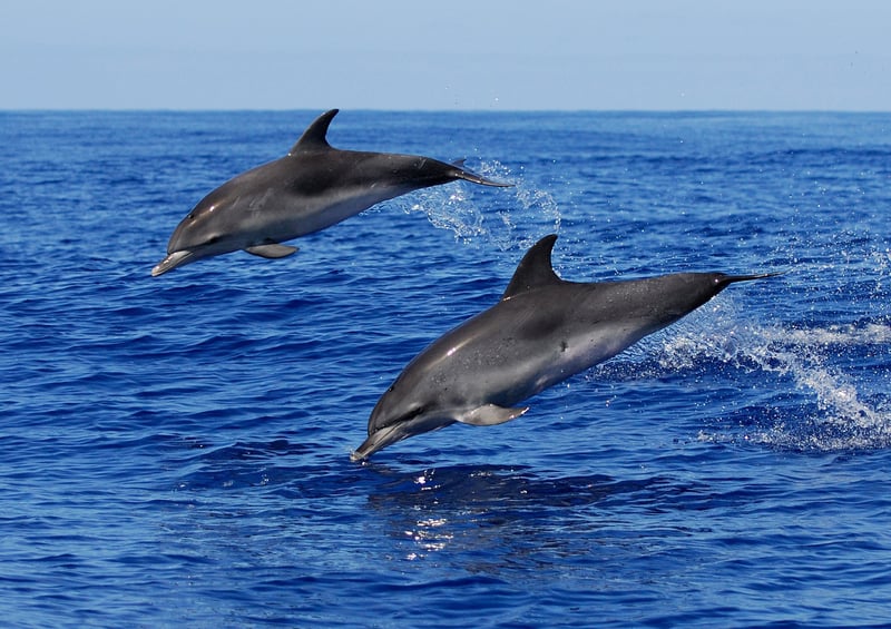 wild dolphins