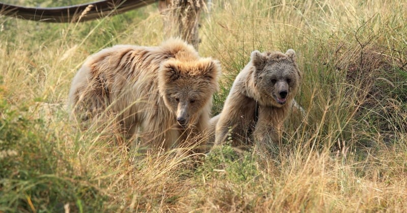 Leela and Bhoori in their new home, Balkasar Sanctuary